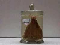 藏品(魬鯛)的圖片